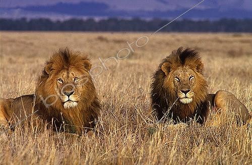 Biosphoto | 182119 | Lions in savanna Masaï Mara Kenya | &copy; Muriel Nicolotti / Biosphoto