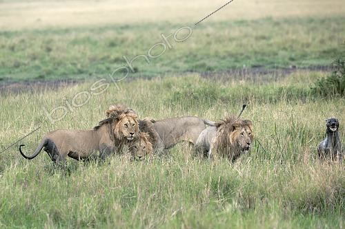 Biosphoto | 2614880 | Lions (Panthera leo) poursuivant une Hyène tachetée (Crocuta crocuta), savane du Masaï Mara, Kenya | &copy; Pierre Vernay / Biosphoto