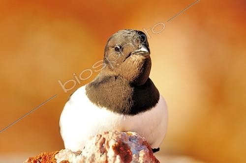 Biosphoto | 1776654 | Little Auk on the rocks of Cap Greg Greenland | &copy; Pierre Vernay / Biosphoto