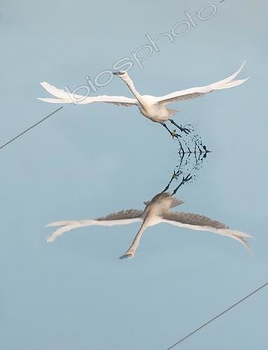 Biosphoto | 2450460 | Little egret (Egretta garzetta) flying out of a swamp on a windless day | &copy; Marc Tisseau / Biosphoto
