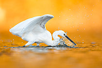 Biosphoto | 2627955 | Little Egret (Egretta garzetta) plunging its bill into the water while fishing, scattering droplets in warm golden light, Mérida, Cádiz, Spain | &copy; Pablo Barrena / Biosphoto