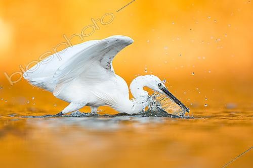 Biosphoto | 2627955 | Little Egret (Egretta garzetta) plunging its bill into the water while fishing, scattering droplets in warm golden light, Mérida, Cádiz, Spain | &copy; Pablo Barrena / Biosphoto