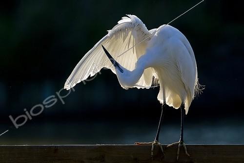 Biosphoto | 1370934 | Little Egret grooming in the Camargue RNP France | &copy; Sylvain Cordier / Biosphoto
