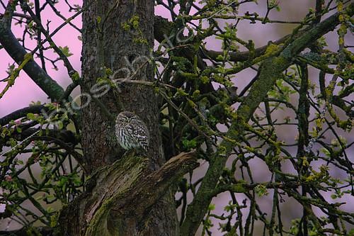 Biosphoto | 2124609 | Little Owl (Athene noctua) in an old apple tree, Ardennes, Belgium | &copy; Christian Cabron / Biosphoto