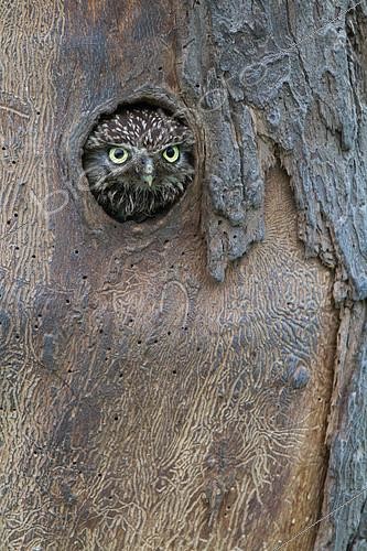 Biosphoto | 2087836 | Little Owl (Athene noctua) in the natural cavity of an apple (Malus domestica) marked by bark beetles, Belgium | &copy; Philippe Moës / Biosphoto