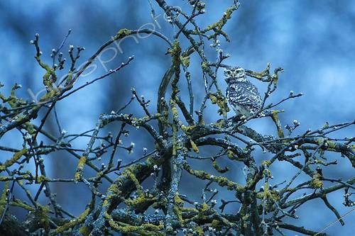 Biosphoto | 2069804 | Little Owl (Athene noctua ) on a branch, Ardennes , Belgium | &copy; Christian Cabron / Biosphoto
