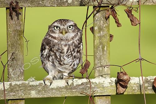 Biosphoto | 2091054 | Little Owl (Athene noctua) on a fence and Clematis in winter, France | &copy; Frank Deschandol & Philippe Sabine / Biosphoto