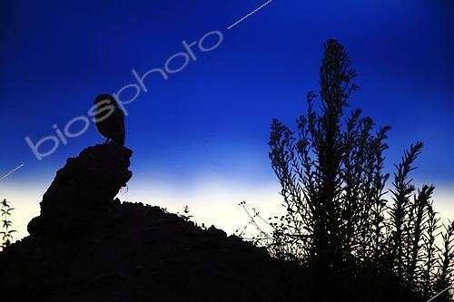 Biosphoto | 2608377 | Little owl (Athene noctua) on an earth bank hunting at dusk, Normandy, France | &copy; Christophe Perelle / Biosphoto