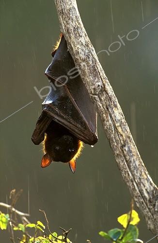 Biosphoto | 7472 | Little red flying fox hanging from a branch ; Ipswich, Queensland, Australia | &copy; Theo Allofs / Biosphoto