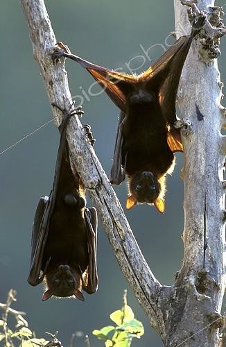 Biosphoto | 12078 | Little Red Flying Foxes hanging from a branch ; Ipswich, Queensland, Australie | &copy; Theo Allofs / Biosphoto