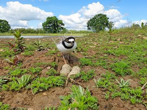 Biosphoto | 1940337 | Little-ringed plover on nest - Midlands UK | &copy; Mike Lane / Biosphoto