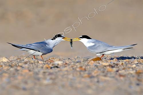 Biosphoto | 2602341 | Little tern (Sternula albifrons), male (right) offering a fish to the female (left), Loire Valley, France | &copy; Pierre Vernay / Biosphoto
