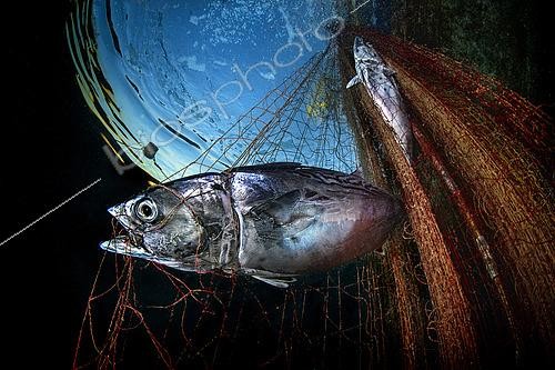 Biosphoto | 2496254 | Little Tunny (Euthynnus alletteratus) trapped in a net,,Gulf of Naples, Italy | &copy; Pasquale Vassallo / Biosphoto