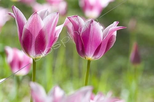 Biosphoto | 2142642 | Llily-flowered tulip (Tulipa sp) in bloom in spring | &copy; Frédéric Didillon / Biosphoto