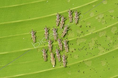 Biosphoto | 2074676 | Locusts (Orthoptera sp) at larval stage on a leaf, Amazonian Park of Guyana, French Guiana | &copy; Jean-Yves Grospas / Biosphoto