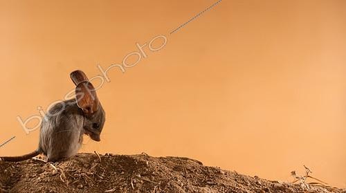 Biosphoto | 2407981 | Long-eared jerboa (Euchoreutes naso) is grooming his fur. Original country: Mongolia | &copy; Aleksey Volkov / Biosphoto