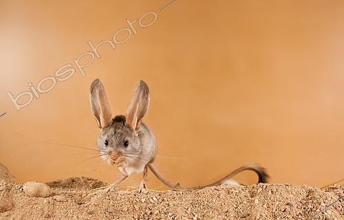 Biosphoto | 2407977 | Long-eared jerboa (Euchoreutes naso) is standing on sand. Original country: Mongolia | &copy; Aleksey Volkov / Biosphoto
