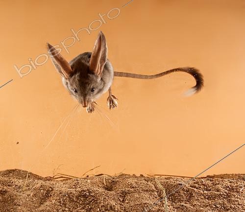 Biosphoto | 2407978 | Long-eared jerboa (Euchoreutes naso) jumps on the sand. Original country: Mongolia | &copy; Aleksey Volkov / Biosphoto