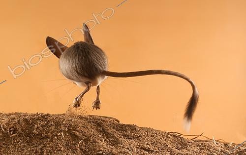 Biosphoto | 2407980 | Long-eared jerboa (Euchoreutes naso) jumps on the sand from the viewer. Original country: Mongolia | &copy; Aleksey Volkov / Biosphoto