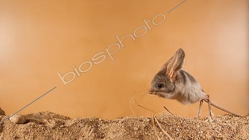 Biosphoto | 2407976 | Long-eared jerboa Euchoreutes naso Long-eared jerboa (Euchoreutes naso) start to move/jump. Photographing animals in a special transparent camera on the territory of the scientific center of the Moscow zoo Original country: Mongolia | &copy; Aleksey Volkov / Biosphoto