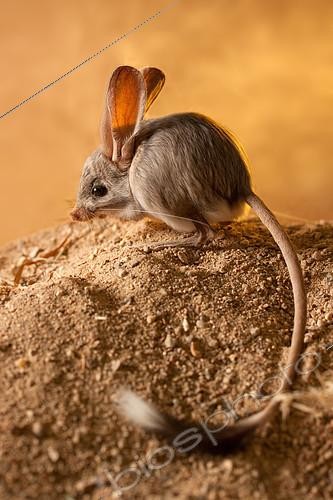 Biosphoto | 2407984 | Long-eared jerboa (Euchoreutes naso) sitting on the sand. Original country: Mongolia | &copy; Aleksey Volkov / Biosphoto