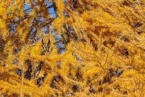Biosphoto | 2093305 | Long-eared Owl (Asio otus) Adult in the dormitory in a larch in autumn, basin Genevois, France | &copy; Christian Fosserat / Biosphoto