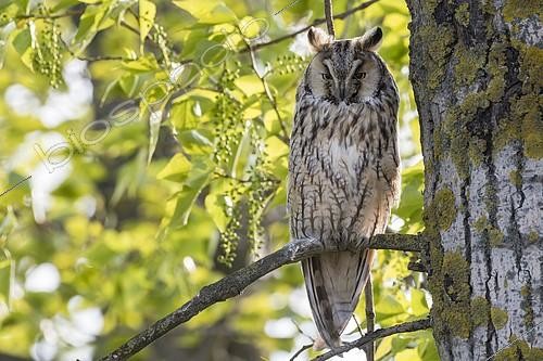 Biosphoto | 2412476 | Long-eared Owl (Asio otus) sitting in tree, Lake Neusiedl, Burgenland, Austria, Europe | &copy; Robert Haasmann / imageBROKER / Biosphoto