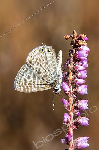 Biosphoto | 2622141 | Long-tailed blue (Lampides boeticus) on a bush heather in summer, Massif des Maures, near Hyères, Var, France. | &copy; André Simon / Biosphoto