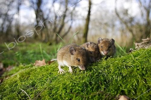 Biosphoto | 565399 | Long-tailed field mice eating moss | &copy; Erwan Balança / Biosphoto