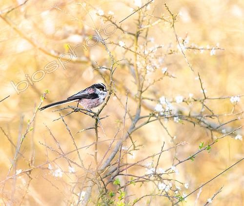 Biosphoto | 2450520 | Long-tailed Tit (Aegithalos caudatus) in blooming blackthorn on a spring evening | &copy; Marc Tisseau / Biosphoto