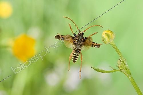 Biosphoto | 581251 | Longhorn Beetle flighting Saone-et-Loire France | &copy; Joël Héras / Biosphoto