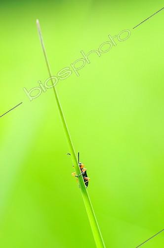 Biosphoto | 675868 | Longhorn Beetle warming in the sun on a blade of grass | &copy; Bruno Guénard / Biosphoto