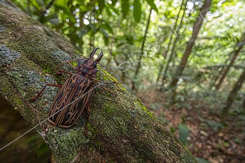 Biosphoto | 2564679 | Longicorn beetle (Macrodontia cervicornis), Kourou, French Guiana. | &copy; Vincent Premel / Biosphoto