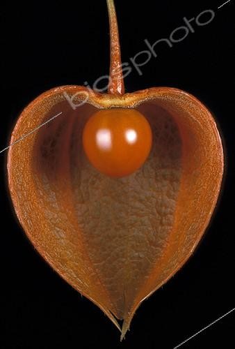 Biosphoto | 9439 | Longitudinal cut of a Peruvian Groundcherry's fruit | &copy; Jean-Claude Louchet / Biosphoto