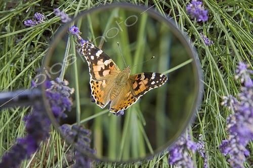 Biosphoto | 943016 | Looking at a Painted lady (Vanessa cardui) on Lavander (Lavandula sp) through magnifying glass | &copy; André Simon / Biosphoto