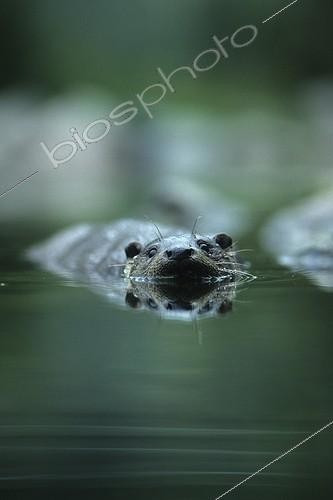 Biosphoto | 106407 | Loutre d'Eurasie nageant Alsace | &copy; Gilles Martin / Biosphoto