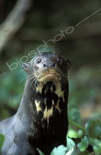 Biosphoto | 13270 | Loutre géante au milieu de jacinthes d'eau Pantanal Brésil | &copy; Theo Allofs / Biosphoto