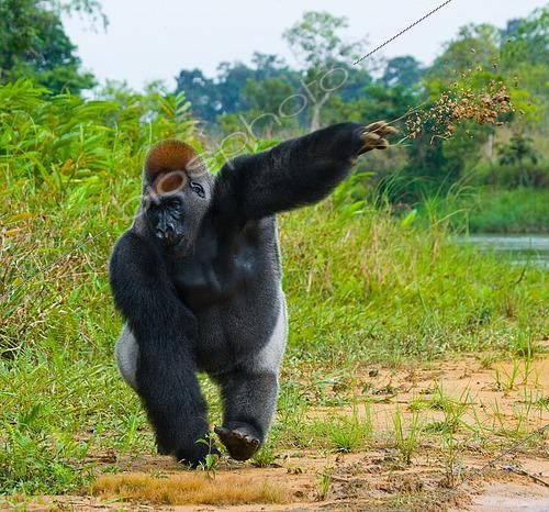 Biosphoto | 2512343 | Lowland gorillas (Gorilla gorilla gorilla) in the wild. Republic of the Congo | &copy; Andrey Gudkov / Biosphoto
