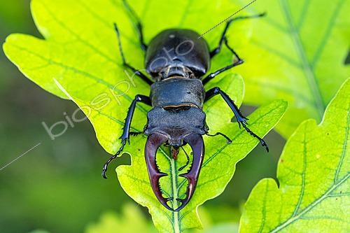 Biosphoto | 2629085 | Lucane cerf volant (Lucanus cervus) mâle sur une feuille de chêne, Lorraine, France | &copy; Stéphane Vitzthum / Biosphoto