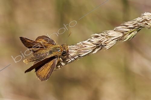 Biosphoto | 1921342 | Lulworth Skipper on a ear  - Serra do Xurés Spain | &copy; Siro Moya / Biosphoto