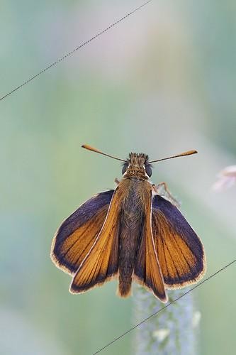 Biosphoto | 1921352 | Lulworth Skipper on an ear  - Serra do Courel Spain | &copy; Siro Moya / Biosphoto
