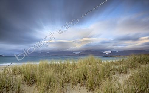 Biosphoto | 2625861 | Luskentyre Beach in autumn, view of Taransay, Marram grass (Ammophila arenaria) on the dunes, Isle of Harris, Outer Hebrides, Scotland, United Kingdom. | &copy; Michel Poinsignon / Biosphoto