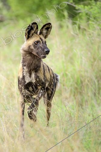 Biosphoto | 2619257 | Lycaon ( Lycaon pictus) dans la savane, Kruger, Afrique du Sud | &copy; Clément Fontaine / Biosphoto