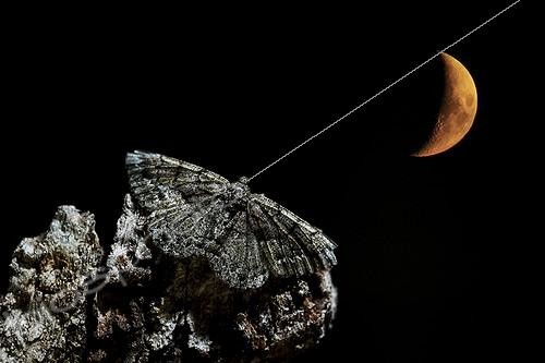 Biosphoto | 2009120 | Lydd Beauty at night under the moon - Spain | &copy; Mario Cea Sanchez / Biosphoto