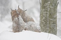 Biosphoto | 2461178 | Lynx, Eurasian lynx, Eurasian lynx (Lynx lynx), European Lynx, in winter, Bavarian Forest National Park, Germany, Europe | &copy; Patrick Frischknecht / imageBROKER / Biosphoto