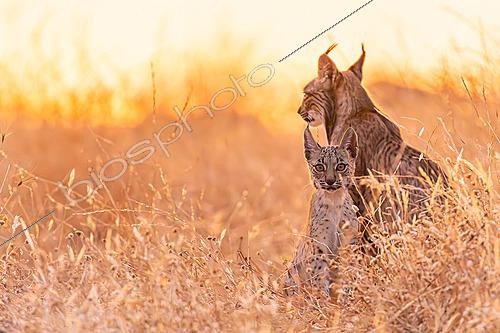 Biosphoto | 2627967 | Lynx ibérique adulte (Lynx pardinus) accompagné d'un jeune parmi la végétation de prairies sèches, Almuradiel, Ciudad Real, Espagne. | &copy; Pablo Barrena / Biosphoto