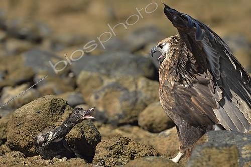 Biosphoto | 2056336 | Madagascan fish eagle facing a Duck on peebles shore, Nosy be, Madagascar | &copy; Massimiliano Sticca / Biosphoto