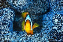Biosphoto | 2091307 | Madagascar Anemonefish (Amphiprion latifasciatus) in its blue anemone, Mayotte, Indian Ocean | &copy; Gabriel Barathieu / Biosphoto