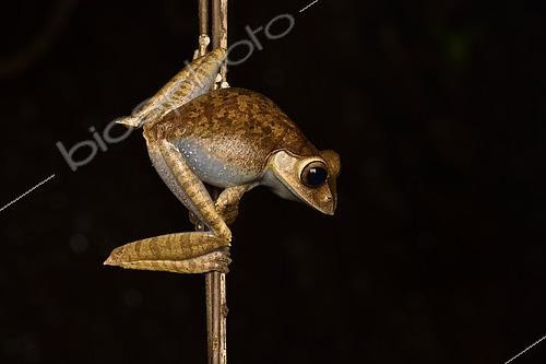 Biosphoto | 2450055 | Madagascar Bright-eyed Frog (Boophis madagascariensis) on vine, Andasibe, Madagascar | &copy; Jean-Yves Grospas / Biosphoto