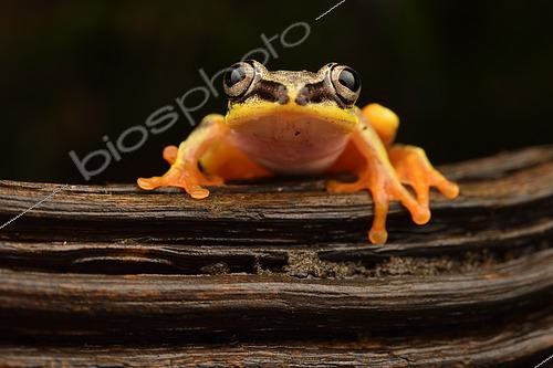 Biosphoto | 2450049 | Madagascar Reed Frog (Heterixalus madagascariensis) transforming to its nocturnal colours, Andasibe, Madagascar | &copy; Jean-Yves Grospas / Biosphoto